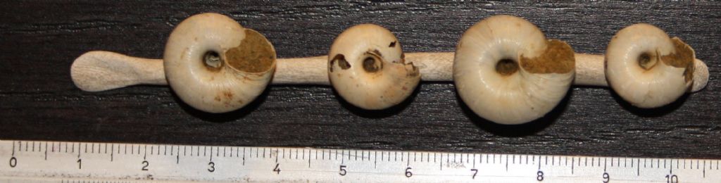 Hygromiidae da identificare